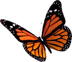 butterfly-png-6743