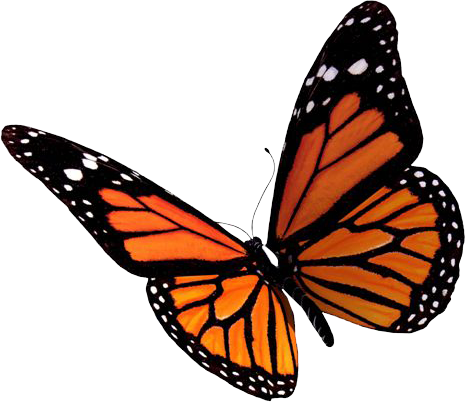 butterfly-png-6743